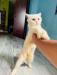 Pure Persian cat